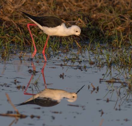 Black-winged Stilts Black-winged Stilt reflected in a Pong in Botswana