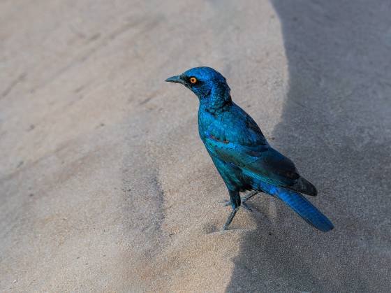 Burchells starling Burchell's starling seen in Botswana