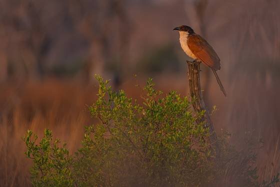 Caucal Caucal seen in Botswana