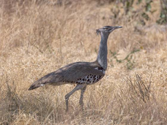 Kori Bustard Kori Bustard seen in Botswana