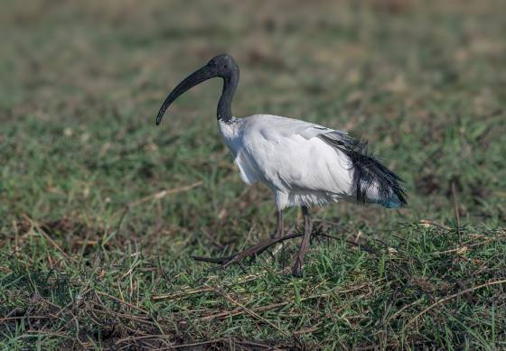 Sacred Ibis Sacred Ibis seen in Botswana