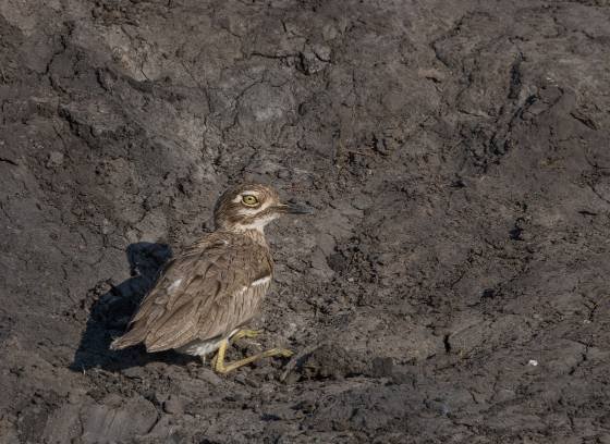 Water thick-knee Water thick-knee seen in Botswana