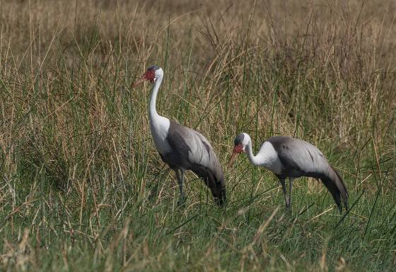 Wattled Cranes Wattled Cranes seen in Botswana