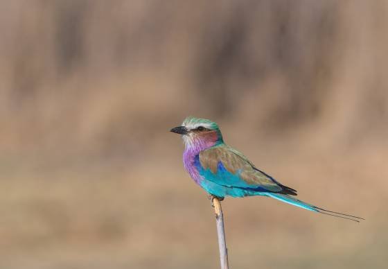 Lilac-breasted Roller 2 Lilac-breasted Roller seen in Botswana