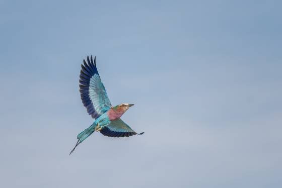 Lilac-breasted Roller 3 Lilac-breasted Roller in Flight seen in Botswana