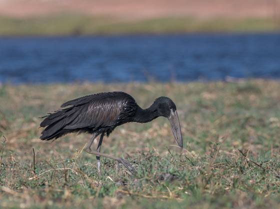 African Openbill Stork African Openbill Stork seen in Botswana