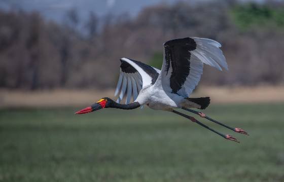 Saddle-billed Stork in Flight Saddle-billed Stork in Flight seen in Botswana
