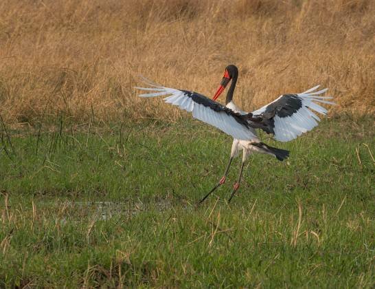 Saddle-billed Stork Saddle-billed Stork flapping its wings seen in Botswana