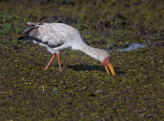 Yellow-billed Stork Yellow-billed Stork see in Botswana