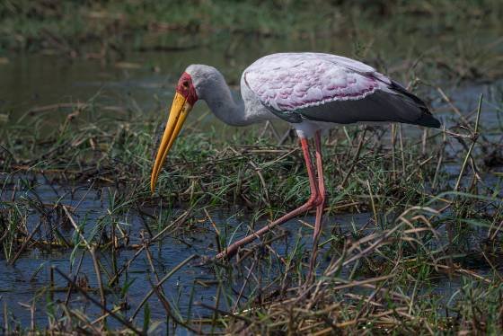 Yellow-billed-stork 2 Yellow-billed-stork seen in Botswana