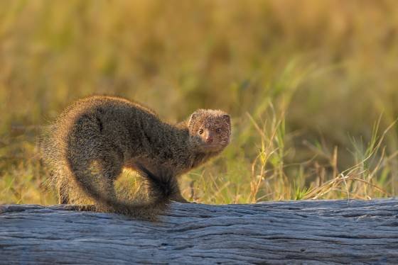 Banded Mongoose Curious Banded Mongoose seen in Botswana.