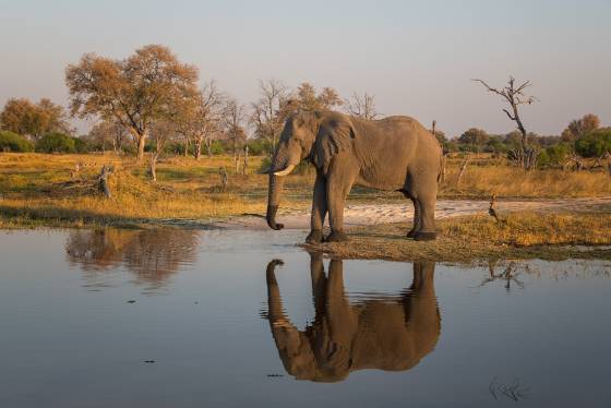 Elaphant Reflection 1 Elephant drinking from stream, seen in Botswana.