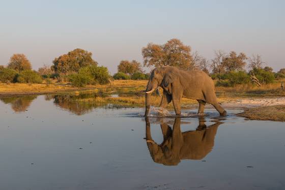 Elaphant Reflection 2 Elephant reflected in water while crossing stream, seeen in Botswana.