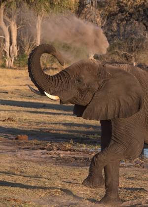 Elepahnt Splashing Mud 2 Elephant splashing mud to cool-down and shield it from insects and sunburn. Seen in Botswana.