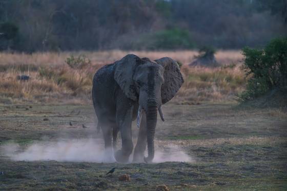 Elephant Charging Elephant sharging, seen in Botswana.
