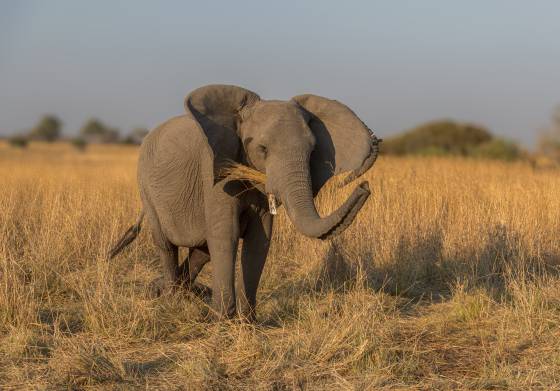 Elephant Eating Elephant eating long grass, seen in Botswana.