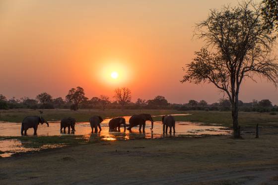 Elephants cooling off 2 Elephant cooling off at sundown. Seen in Botswana.