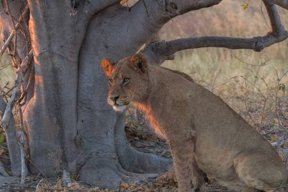 Lion 1 Female Lion seen in Botswana
