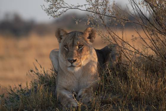 Lion 2 Female Lion seen in Botswana