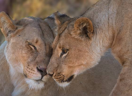 Lions Nuzzling Lions nuzzling against each other in Botswana.