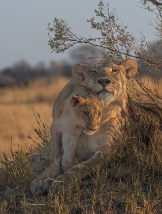 Mom and Cub Contecnt Lion and Cub seen in Botswana.