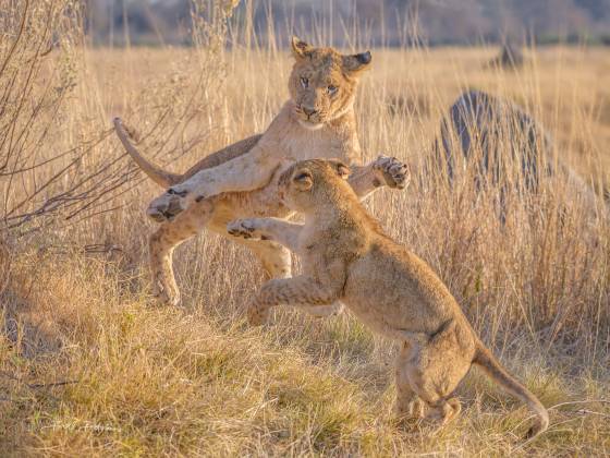 Playtime Lions playing in Botswana