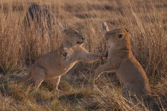 Playtme 3 Lions play fighting in Botswana