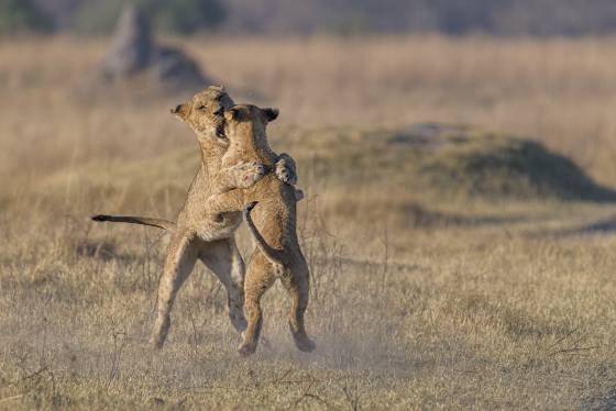 Playtme 4 Lions play fighting in Botswana