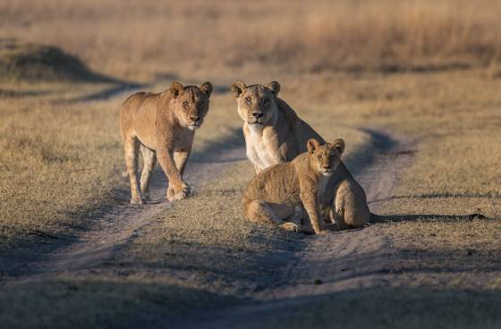 Posing Lions Lions seen posing on a dirt road in Botswana.