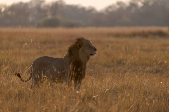 Regal Lion Stately lion seen in Botswana.