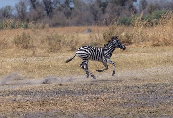 Zebra running 1 Zebra with all four legs off the ground seen running in Botswana.