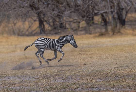 Zebra running 2 Zebra with all four legs off the ground seen running in Botswana.