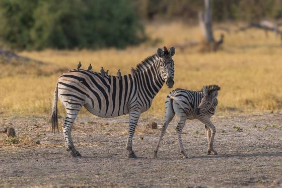 Zenra and Oxpeckers Zebra and foal iwth Oxpeckers seen in Botswana.
