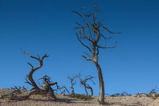 Deadwood Dead Trees in Bryce Canyon National Park