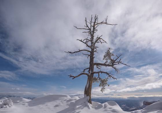 Dead Tree Dead Tree along the Rim Trail in Bryce Canyon