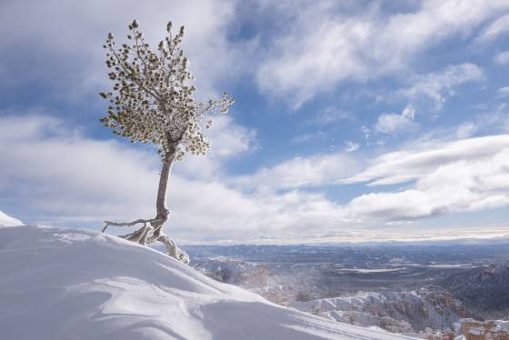 Sunrise Point Tree 2 Tree at Sunrise Point in Bryce Canyon, Utah