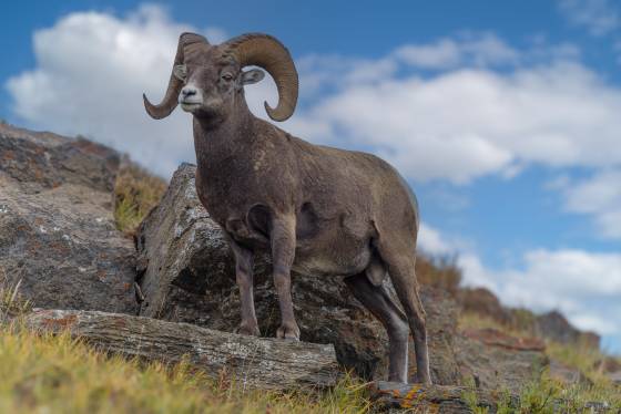 Wilcox Pass Bighorn Bighorn sheep seen from the Wilcox Pass trail in Jasper National Park