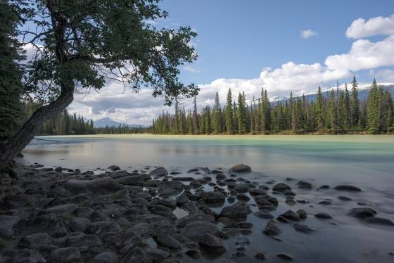 Athabasca and Whirlpool River Confluence The Whirlpool River near its confluence with the Athabasca River in Jasper National Park