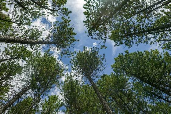 Larch Larch Trees seen near Emerald Lake in Yoho National Park