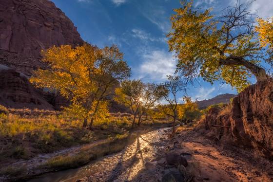 Sulphur Creek Cottonwoods Cottonwoods changing color over Sulphur Creek in Capitol Reef NP