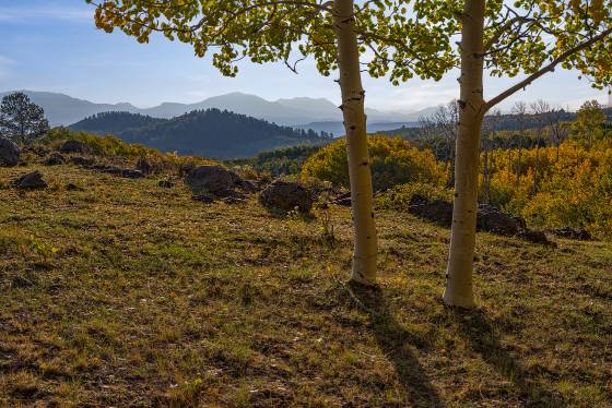 A Pair of Aspen Aspen changing color on Boulder Mountain Utah in early October