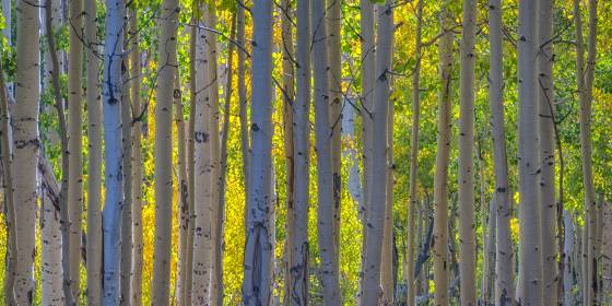 A Slice of Aspen Aspen changing color on Boulder Mountain Utah in early October