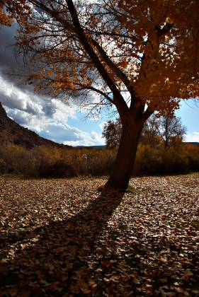 Fall Splendor No 2 Picnic Area in Capitol Reef National Park