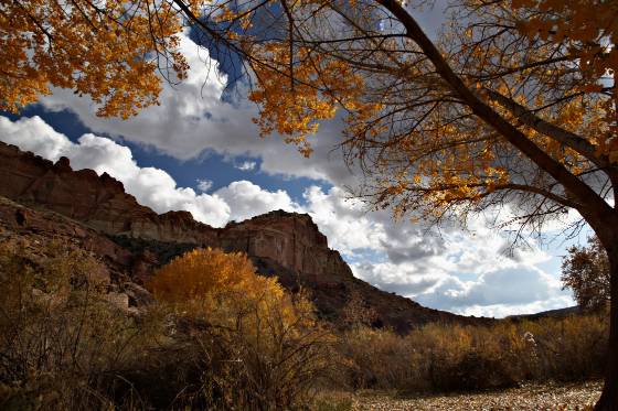 Fall Splendor Picnic Area in Capitol Reef National Park