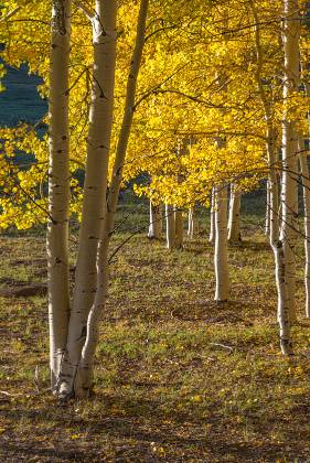 Aspen 1 Aspen changing color on Boulder Mountain Utah in early October
