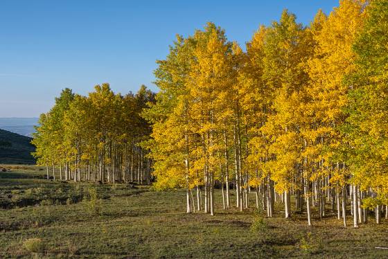 Aspen 2 Aspen changing color on Boulder Mountain Utah in early October