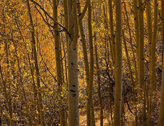 Aspen Glow Aspen on Boulder Mountain in Utah