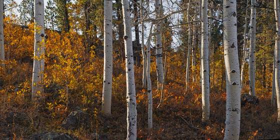 Aspen Panorama Aspen on Boulder Mountain in Utah