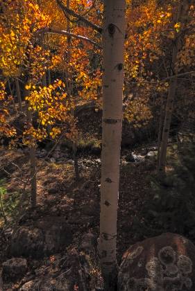 Boulder Mountain Aspen 2 Aspen on Boulder Mountain in Utah