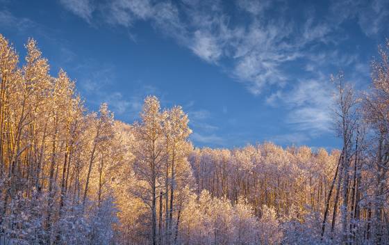 Snow on Aspen Light snow on Aspen on Boulder Mountain in Utah